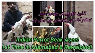 Indian Parrot Beak Aseel | Shamo Aseel Farming | Fancy Poultry in Pakistan