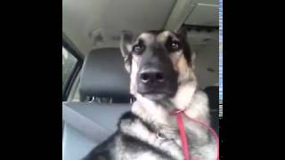 Собака с танцующими ушами, прикол Dog Dance Party Собака с танцующими ушами, прикол Dog Dance Party