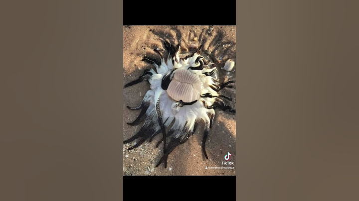 Animales más aterradores de Australia