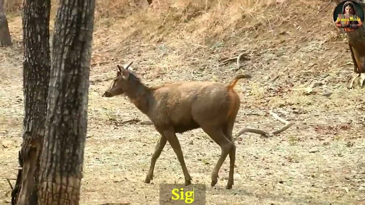 Sambar Deer and Langurs of Tadoba Tiger Reserve