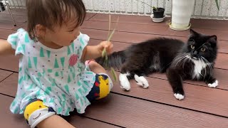 猫じゃらしを追って娘を追う猫　ラガマフィンA cat chasing a green foxtail. Ragamuffin.