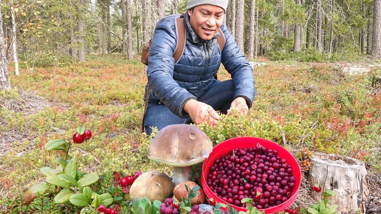 FORAGINGLINGONBERRIES and GIANT MUSHROOMS. SUPERFOOD. KING BOLETE. FUNGHI PORCINI.