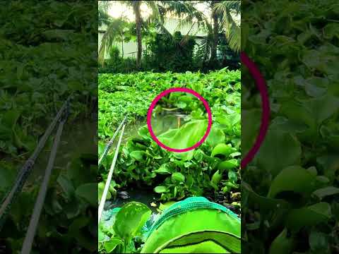 Báo cá mè dảnh nhe anh em #fishing #shorts