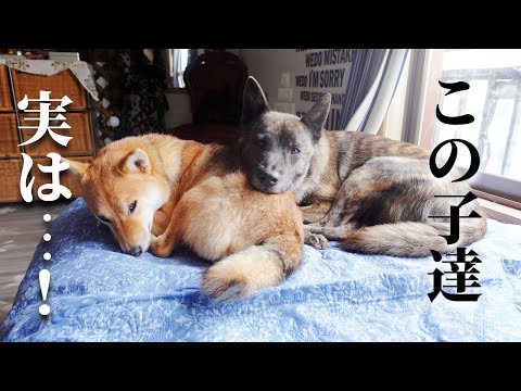 見た目とのギャップが激しすぎる甲斐犬と柴犬【甲斐犬・柴犬】
