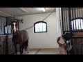 Getting to know a new horse friend 🧡