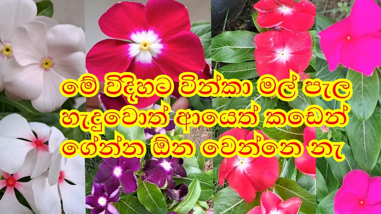 ලේසියෙන්ම වින්කා මල් පැල බෝකර ගන්න විදිහක් බලමුද 