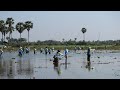 The Fishing Tournament Snake Head Fish in Cambodia 2020 || កម្មវិធីបាយបឹងលើកទី ១៣ នៅខេត្តកំពង់ស្ពឺ