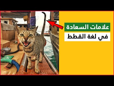 فيديو: اهمية المشي كلبك