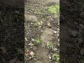 How to grow #organicfarmar #organicagriculture #nature #farming organic veg