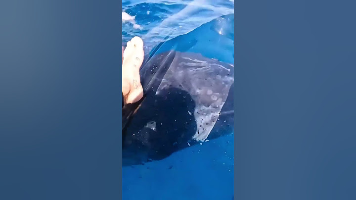 A whale came up to his kayak 😱😳