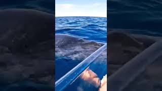 A whale came up to his kayak 😱😳
