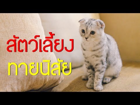 สัตว์เลี้ยงทายนิสัย บอกตัวตนของคุณจากสัตว์เลี้ยงที่ชอบ