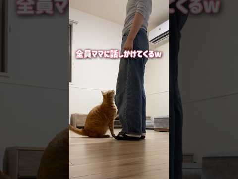 猫と子供に囲まれるママの夕方がカオスすぎました【とらまる】