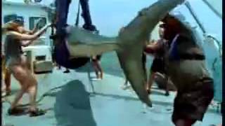 jackass shark Video