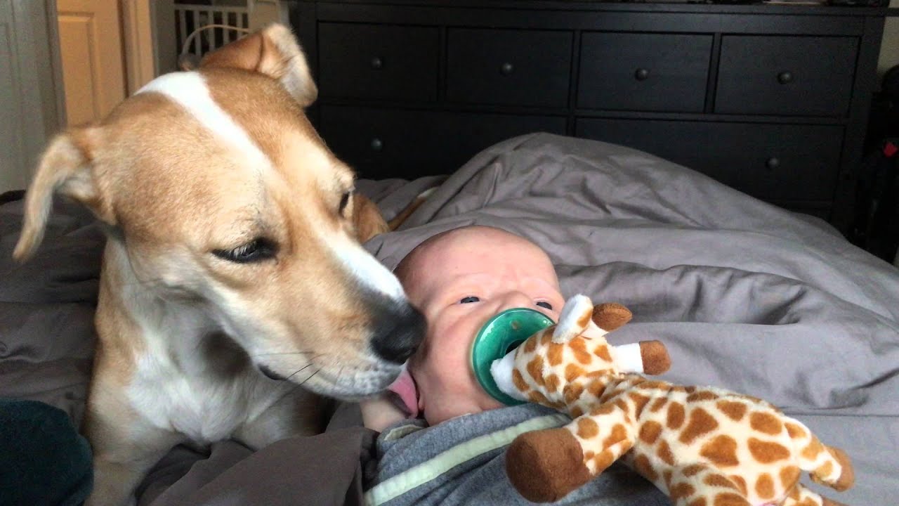 is it ok for a dog to lick a baby