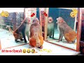 Mirror vs monkeys  omgvery very funny and angry reactions by monkeys  best in 2021part 16