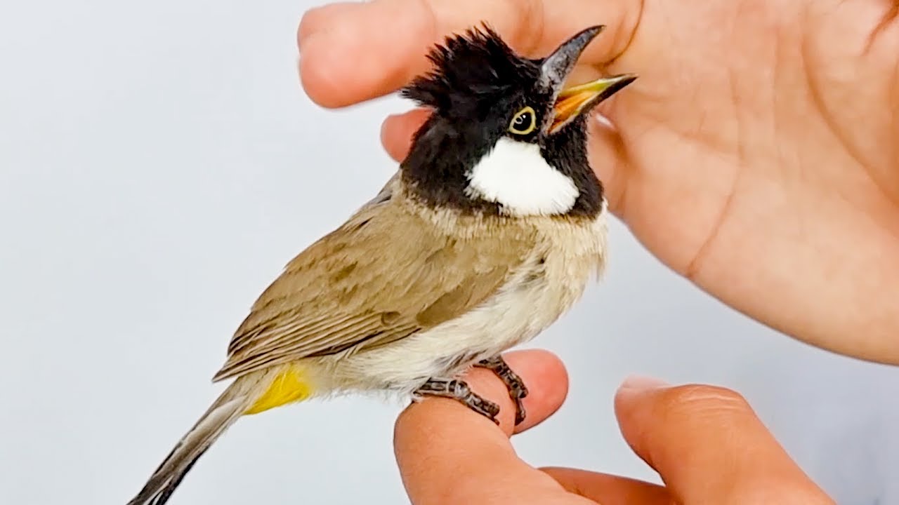 ترويض ذكر البلبل العراقي ابيض الخدين الكبير الوحشي وتدريبه على اليد بدون تجويع ولا قص الجناح