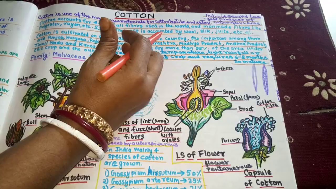 Cotton Fibre producing Plants in Hindi YouTube