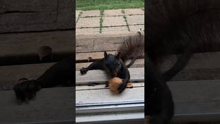 Goodmorning Puddin Blacksquirrel 🖤😃#friends #wildlife #love #nature #thankful