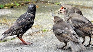Starlings feeding their chicks, [last part] starling bird's variety of calls and sounds screenshot 3