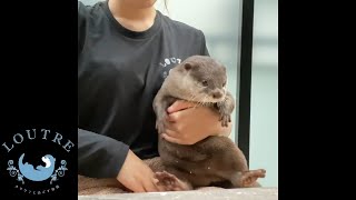 Otter Otsuyu, Sit Down   #Shorts