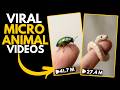 How to Create Viral Micro Animal Videos Using AI (Step-by-Step)