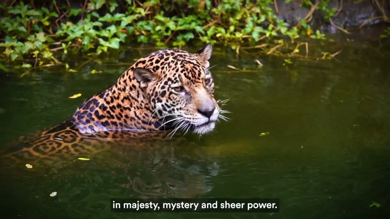 Majesty, Mystery, Power: Panthera Jaguar Program | Protecting Jaguar Habitat in the Americas
