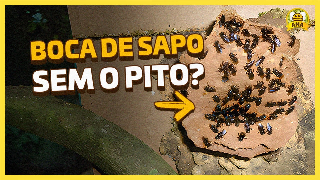 Porque minha BOCA DE SAPO não constrói PITO DE ENTRADA?