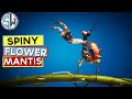 Macro Photography | Photographing a spiny flower mantis!