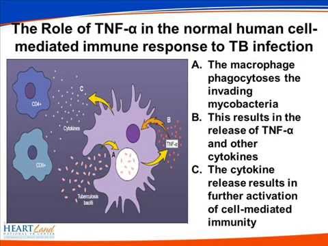 Video: Tuberkuliozės Suaktyvinimas Vėžiu Sergantiems Pacientams, Suleidus Imuninės Kontrolės Taško Inhibitorius: Naujausi Duomenys Ir Klinikinės Praktikos Rekomendacijos