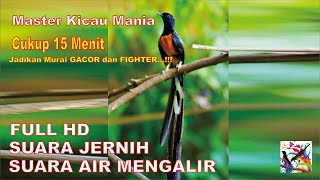 99% AMPUH cukup 15 Menit Jadikan Murai NYAUT GACOR dan FIGHTER.....!!!