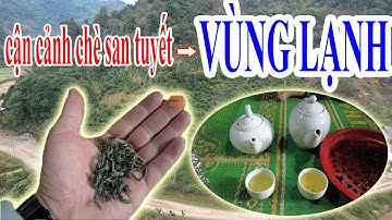 Chè San Tuyết Có Thật Sự Sống Được Ở Vùng Khí Hậu Lạnh ? - TRÀ TIÊN LẦU