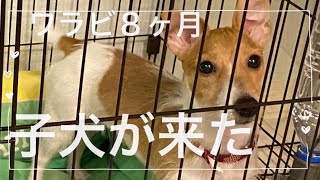 ジャックラッセルの子犬ワラビを迎えた日