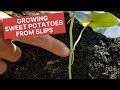 Sweet potatoes are grown from slips not seeds