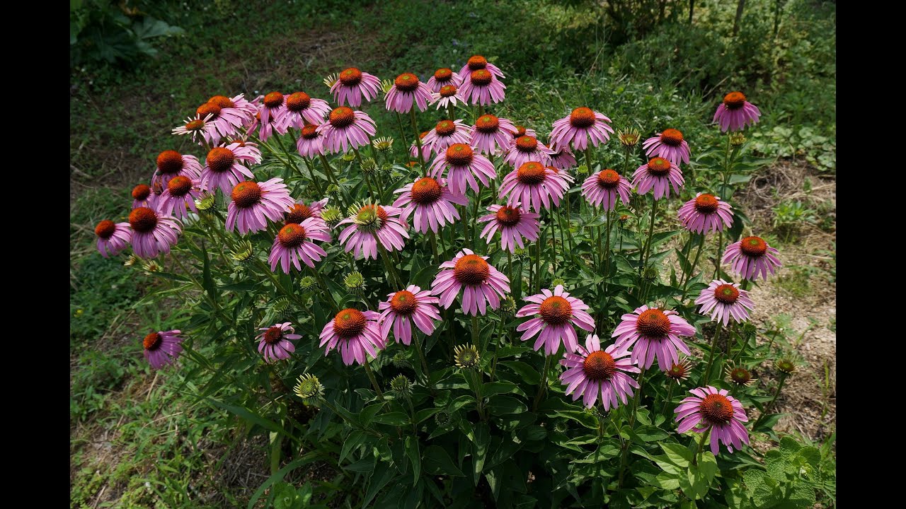 ハーブガーデン紹介９月エキナセアの花後の管理 Echinacea 自然のハーバルライフ Herb Japanese Herb Garden Gardening Youtube