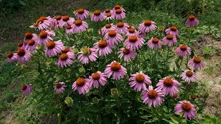 ハーブガーデン紹介９月エキナセアの花後の管理-Echinacea-自然のハーバルライフ-HERB-Japanese Herb Garden  Gardening