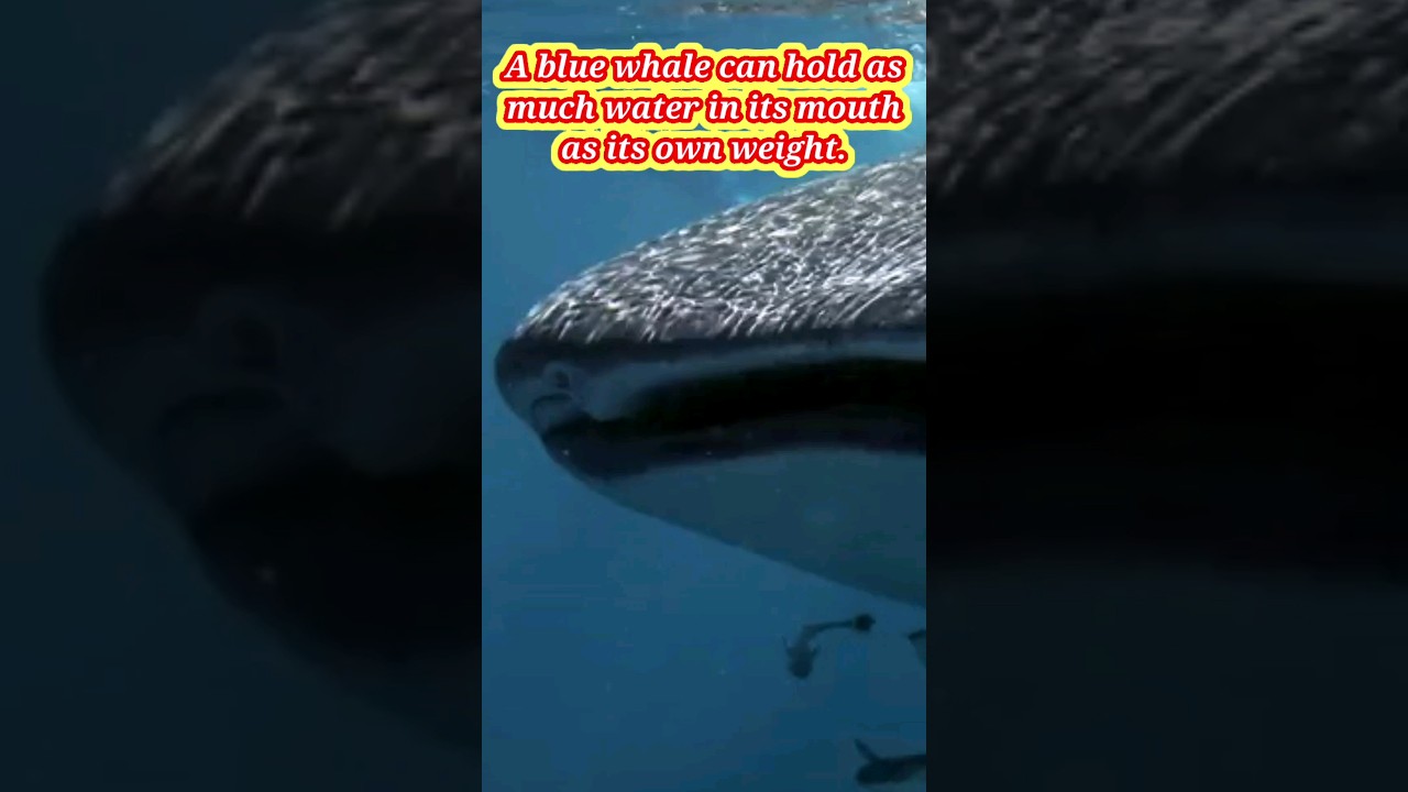 Amazing facts of Blue Whale. 