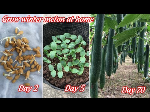 How To Grow Winter Melon At Home Is Full Of Fruit | Grow Winter Melon From Seeds