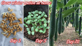 How to grow winter melon at home is full of fruit | grow winter melon from seeds