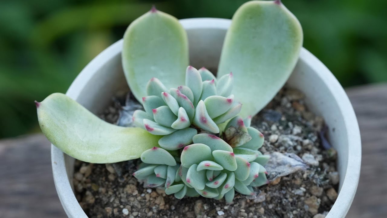 441 [Must see, before autumn arrives] Whether it's leaf cuttings