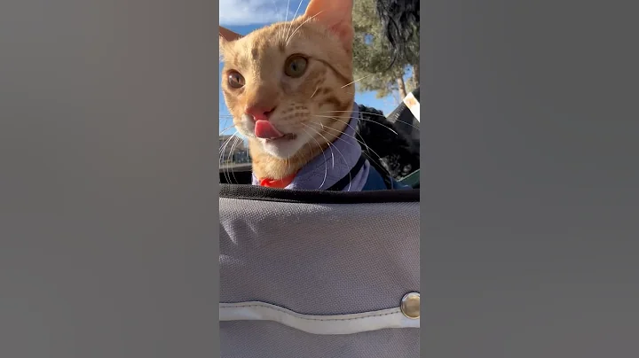 Watch the video about Stroller walk with my savannah kitten & dog 😻🐾☀️🐾 #savannahcat #cats #pets #cuteanimals #animals