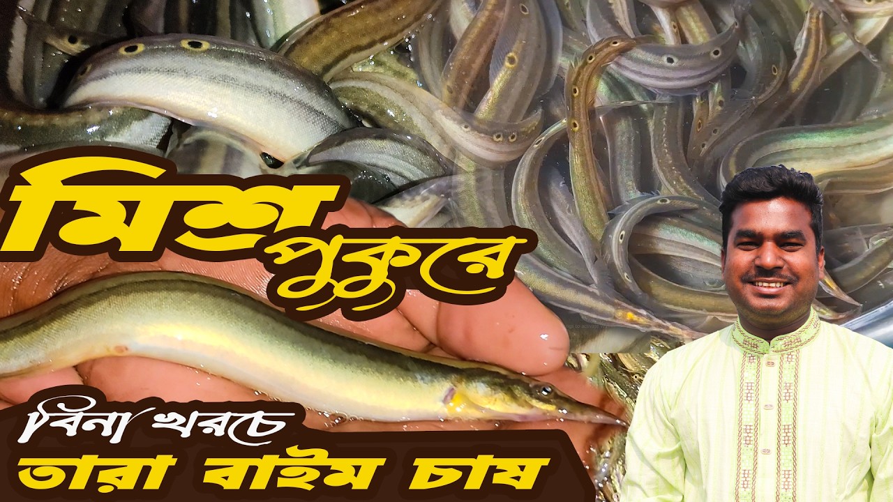 মিশ্র চাষে বিনা খরচে তারা বাইম চাষ ভাগ্য ফিরবে চাষিদের | তারা বাইম মাছ চাষ পদ্ধতি | Tara baim mach