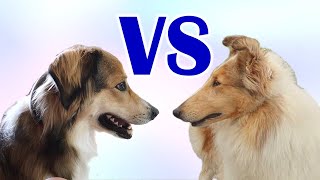 Detailed English Shepherd: Farm Collie vs Show Collie Details
