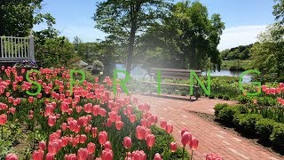 Smith College - The Campus in Spring May 2017