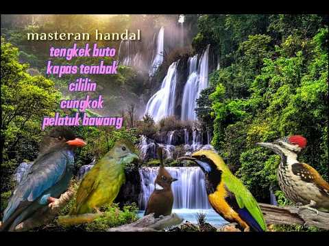 Masteran tengkek buto kapas tembak cililin cungkok pelatuk bawang #birds #masteranburunglomba
