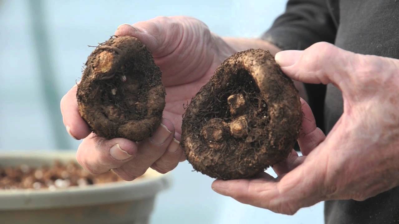 Hobson's Garden Episode 4- Planting begonias