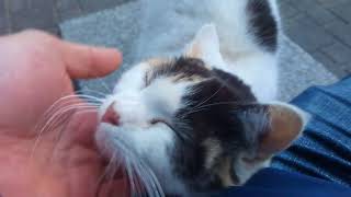 公園の野良猫ちゃん、顔見たら茂みの中から出てきて甘えてきた