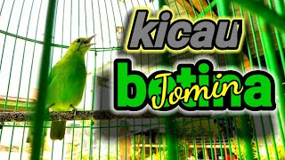 kicauan sang betina cucak ijo mini#ijominibetina#suaracucakijomini,