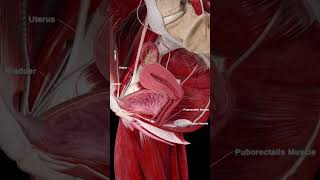 female reproductive system #humananatomy #anatomy #uterus #female internalorgans#medical #ytshorts