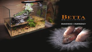 Make Betta Aquaterrarium l Three Years Ago l Snakehead Happened EMERGENCY Must See The END